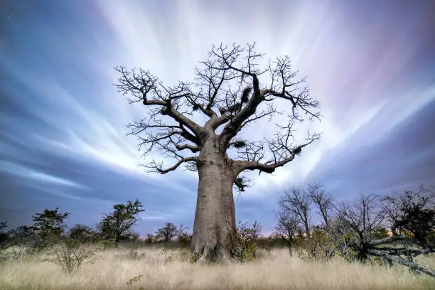 Photo of A long exposure of a baobab and moving clouds.