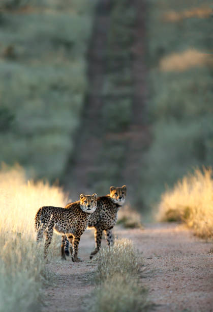 deux cheetah dans la dernière lumière du jour - sub saharan africa photos et images de collection