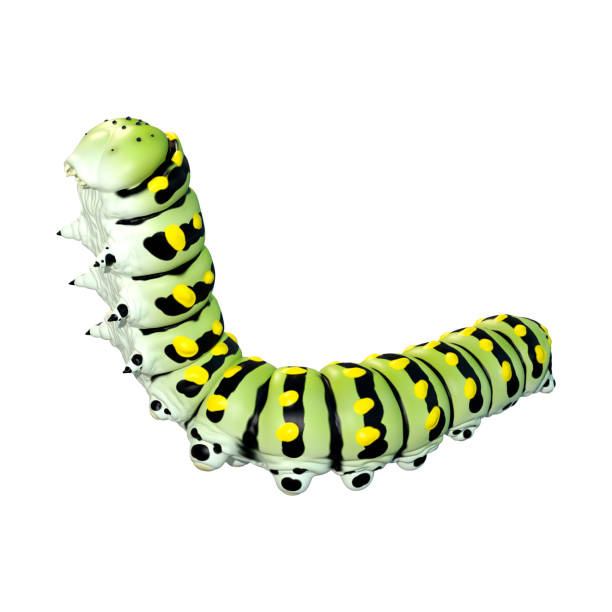 Extreme closeup of a sSwallowtail caterpillar in profile climbing on a stick isolated on white. Photographed in a studio using a Canon 5D MarkII. File retouched, cleaned and color corrected using Photoshop. 20+ years professional retouching experience.