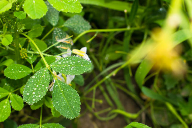 istock water drops on green leaves with blurred background. 1142237747
