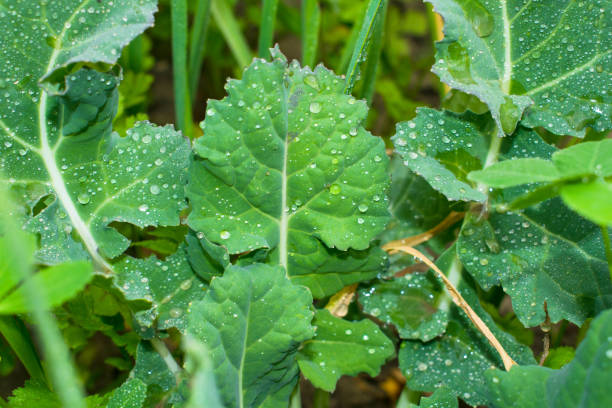 istock water drops on green leaves with blurred background. 1142237752