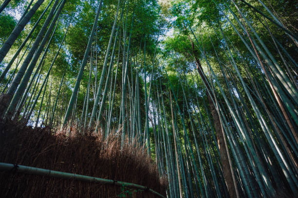 bosque de bambú arashiyama en kioto, japón - tree bamboo tall japanese culture fotografías e imágenes de stock