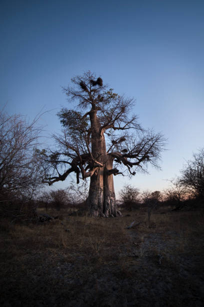 A Baobab tree at night. A Baobab tree at night. kaokoveld stock pictures, royalty-free photos & images