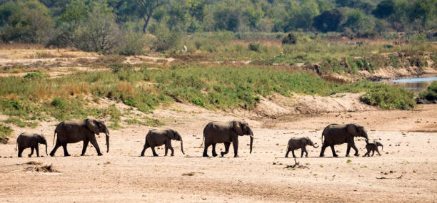 istock Elephants on their way to the water 1142240750