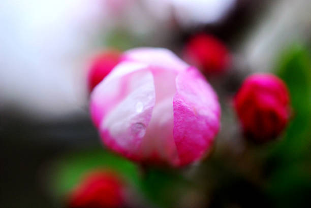 istock Spring blossoms apple flowers and waterdop 1142242107