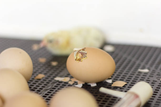 chicken eggs in the incubator,an egg with a hole where you can see a small chicken eggs in the incubator,an egg with a hole where you can see a small battery hen stock pictures, royalty-free photos & images