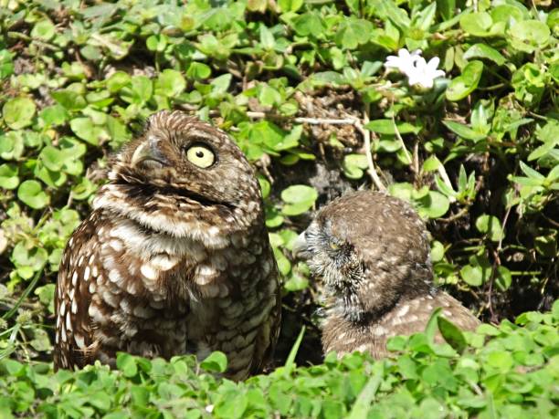 istock Burrowing Owl and Owlet (Athene cunicularia) looking up for a predator 1142244842