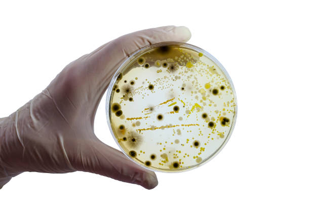 kolonien verschiedener bakterien und schimmelpilze, die auf petrischale mit nährstoff agar angebaut werden - penicillium stock-fotos und bilder