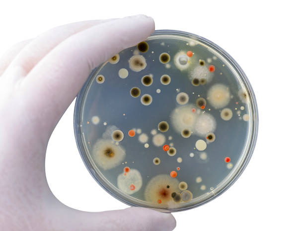 양분 한 천을 가진 페 트리 접시에 성장 하는 다른 박테리아와 곰 팡이 곰 팡이의 식민지 - bacterium petri dish colony microbiology 뉴스 사진 이미지