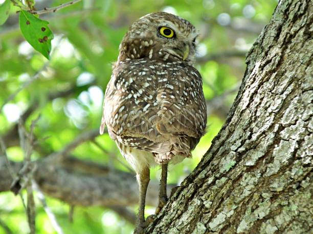 istock Burrowing Owl (Athene cunicularia) perched in a tree in Florida 1142248180