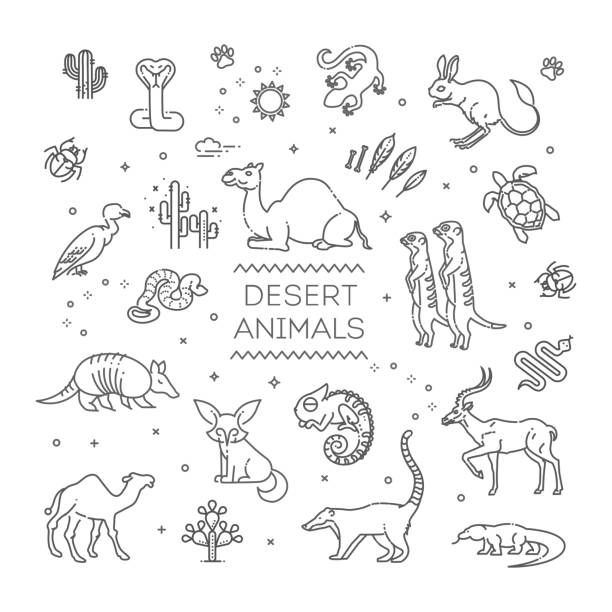 linie wildlife konzept mit verschiedenen wüstentieren. vektor - herbivorous animals in the wild camel hoofed mammal stock-grafiken, -clipart, -cartoons und -symbole