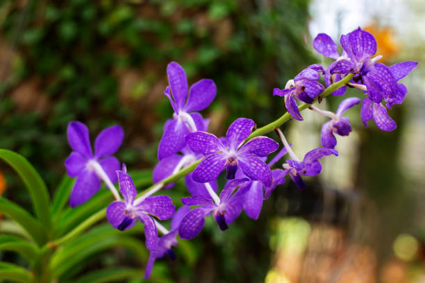 istock purple orchid flower blooming 1142248451