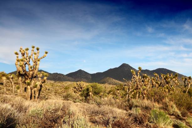 istock California Joshua trees 1142248493