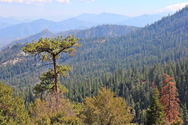 istock Giant Sequoia National Monument 1142248709