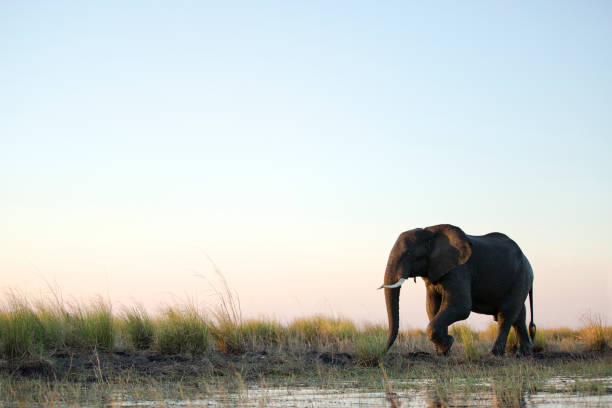 chobe 川の浅瀬を歩く象の雄牛。 - damaraland ストックフォトと画像