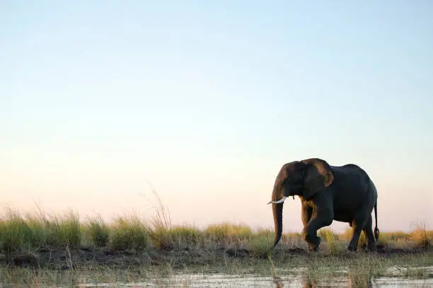 An Elephant bull walks through the shallows of Chobe River.