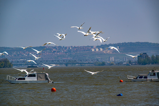 Beautiful white swans on the shores of Danube in Belgrade, Serbia