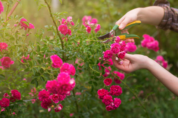 istock Pruning of garden 1142251308