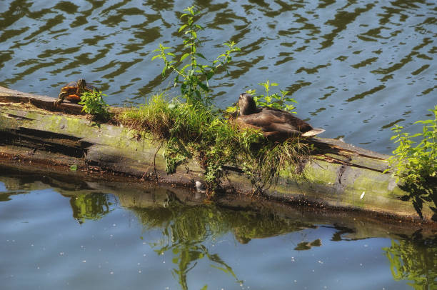 istock yellow-bellied sider (Trachemus scripta scripta) on a tree trunk,Germany 1142251953