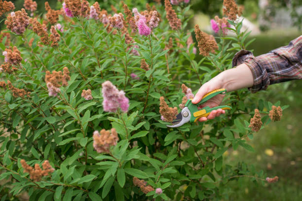 istock Pruning of garden 1142251960