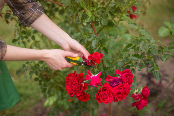 istock Pruning of garden 1142252040