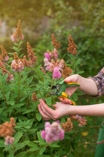 istock Pruning of garden 1142252056