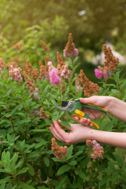 istock Pruning of garden 1142252066