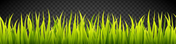ilustrações de stock, clip art, desenhos animados e ícones de grass banner. cereal sprouts. springtime growth greenery. green turf overlay stripes. - barley grass seedling green