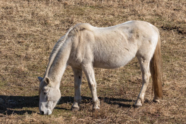 istock Beautiful horses in spring in the meadow eat grass. 1142253726