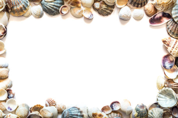 istock Frame of beautiful different seashells isolated on white background with space for text. Mollusk seashell texture. 1142253932