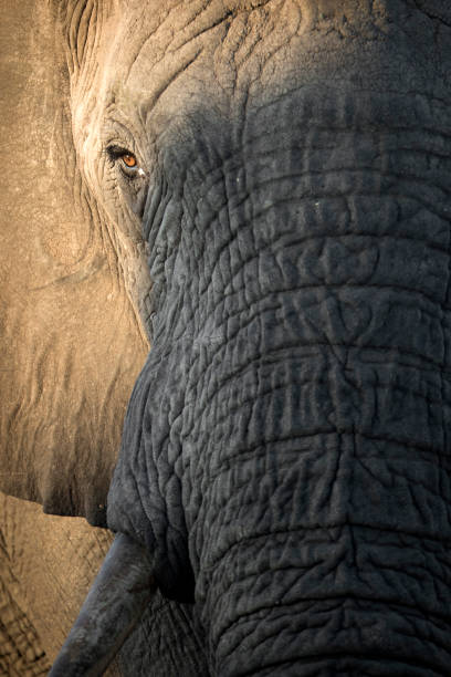 istock A close up portrait of an Elephant. 1142254028