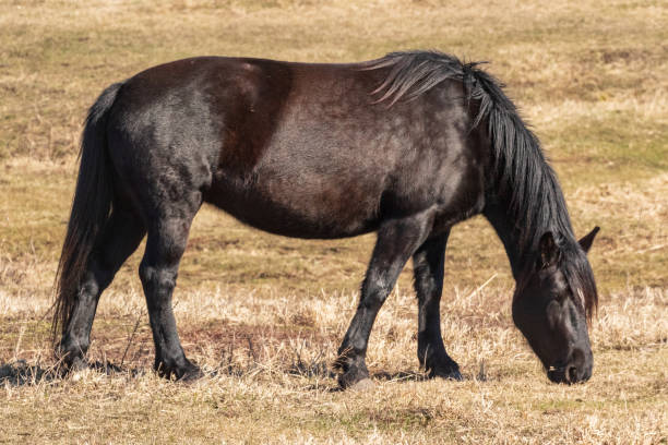 istock Beautiful horses in spring in the meadow eat grass. 1142254316