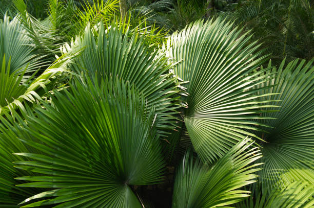 istock Leaves of corypha umbraculifera or talipot palm 1142254407