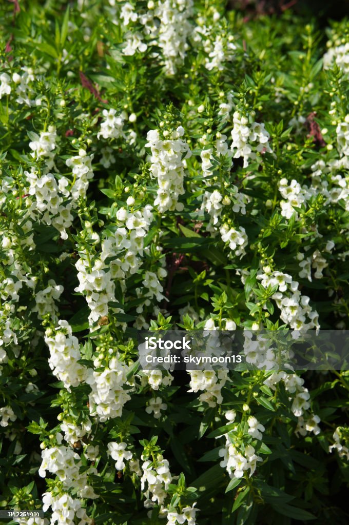 Angelonia angustifolia or summer snapdragon white flowers Angelonia Stock Photo