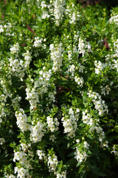 Angelonia angustifolia or summer snapdragon white flowers Angelonia angustifolia or summer snapdragon white flowers angelonia stock pictures, royalty-free photos & images