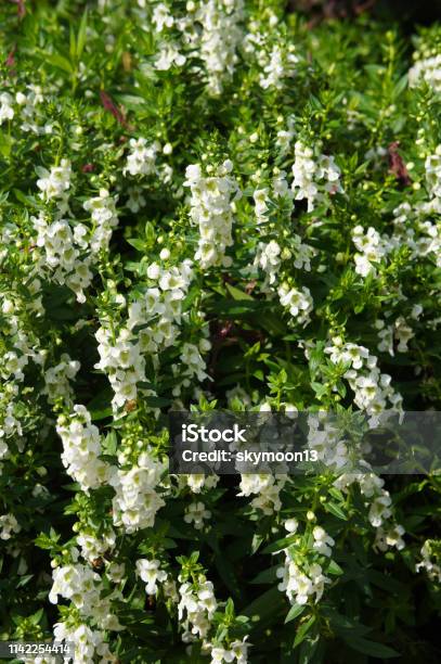 Angelonia Angustifolia Or Summer Snapdragon White Flowers Stock Photo - Download Image Now