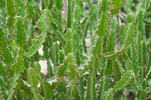 Euphorbia lactea green plant background