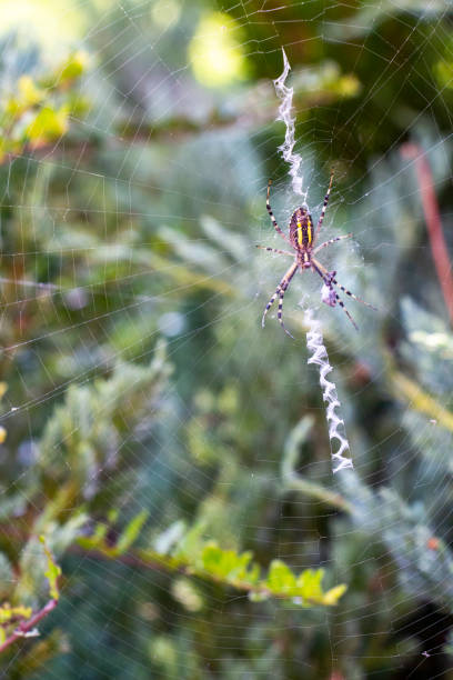 istock Wasp spider, Argiope bruennichi with a prey 1142255253