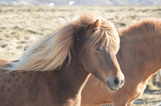 istock Roan Icelandic Horse in a Hay Field 1142255592