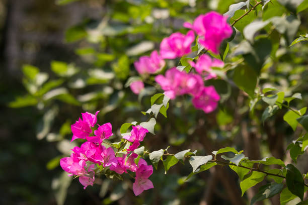 istock Pink  Bougainvillea flower 1142255632