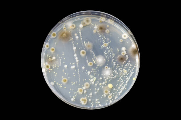 colônias de diferentes bactérias e fungos de cultivados em ágar nutriente - staphylococcus epidermidis - fotografias e filmes do acervo