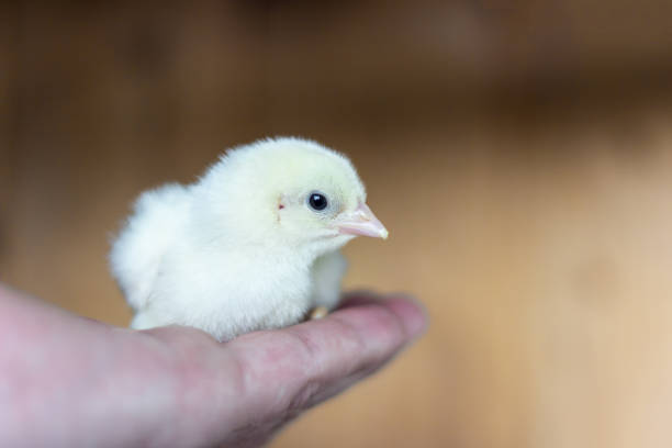 istock little chicken broiler in hand 1142256011