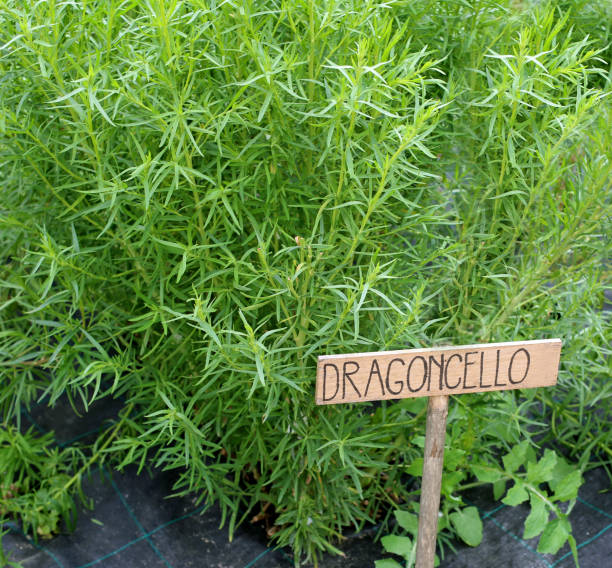 istock TARRAGON plants called Dragoncello in Italian Language 1142258060