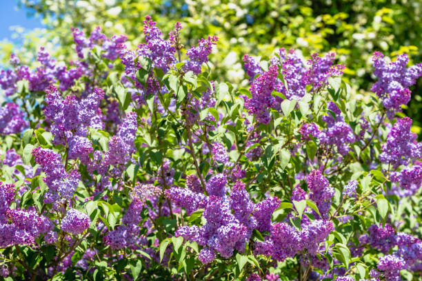 istock Lilac flowers. Spring blossom on branches 1142261016