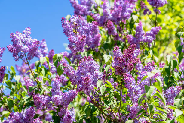 istock Spring flowers of lilac, blossoming branches 1142261076