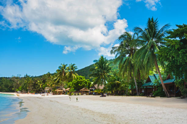 istock Landscape Sunny day, blue sky and beach, palms and sea 1142262162