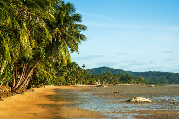 istock Sunset beach with white sand and palm leaf's. 1142262720
