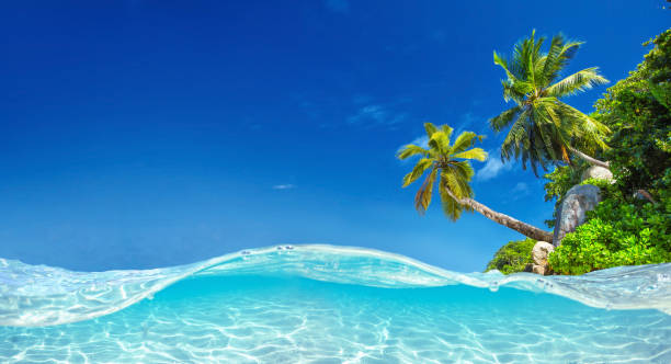 istock Seychelles Islands. Palm Beach In Tropical Paradise 1142264168