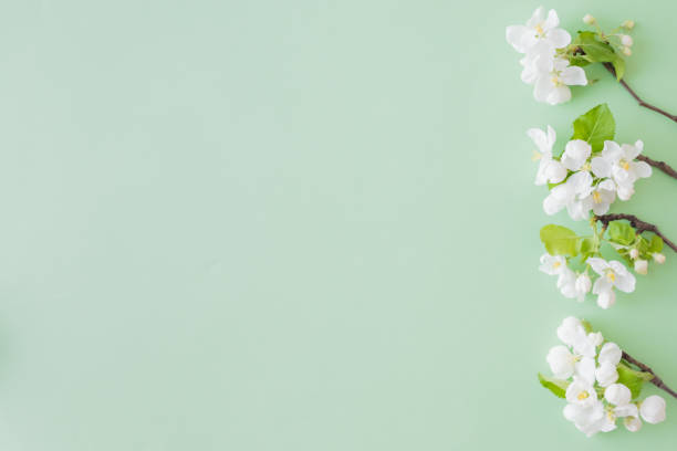 istock Flat lay composition with spring white flowers on a green background 1142264450