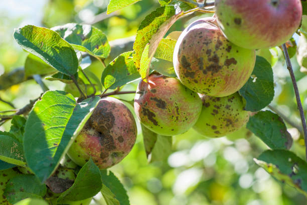 agriculture stock photo